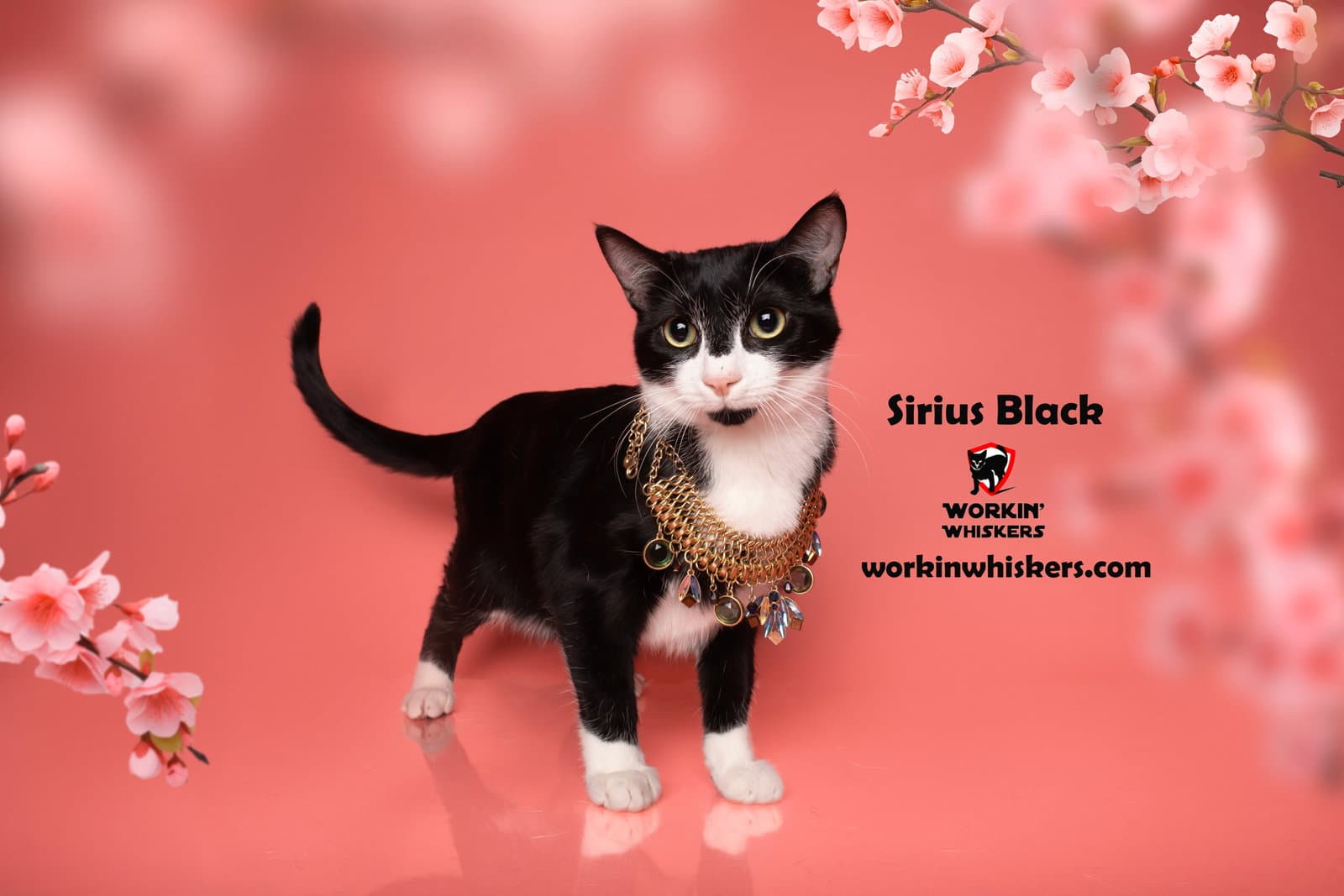 Sirius Black - Tuxedo