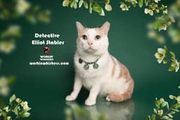 Detective Elliot Stabler image 1