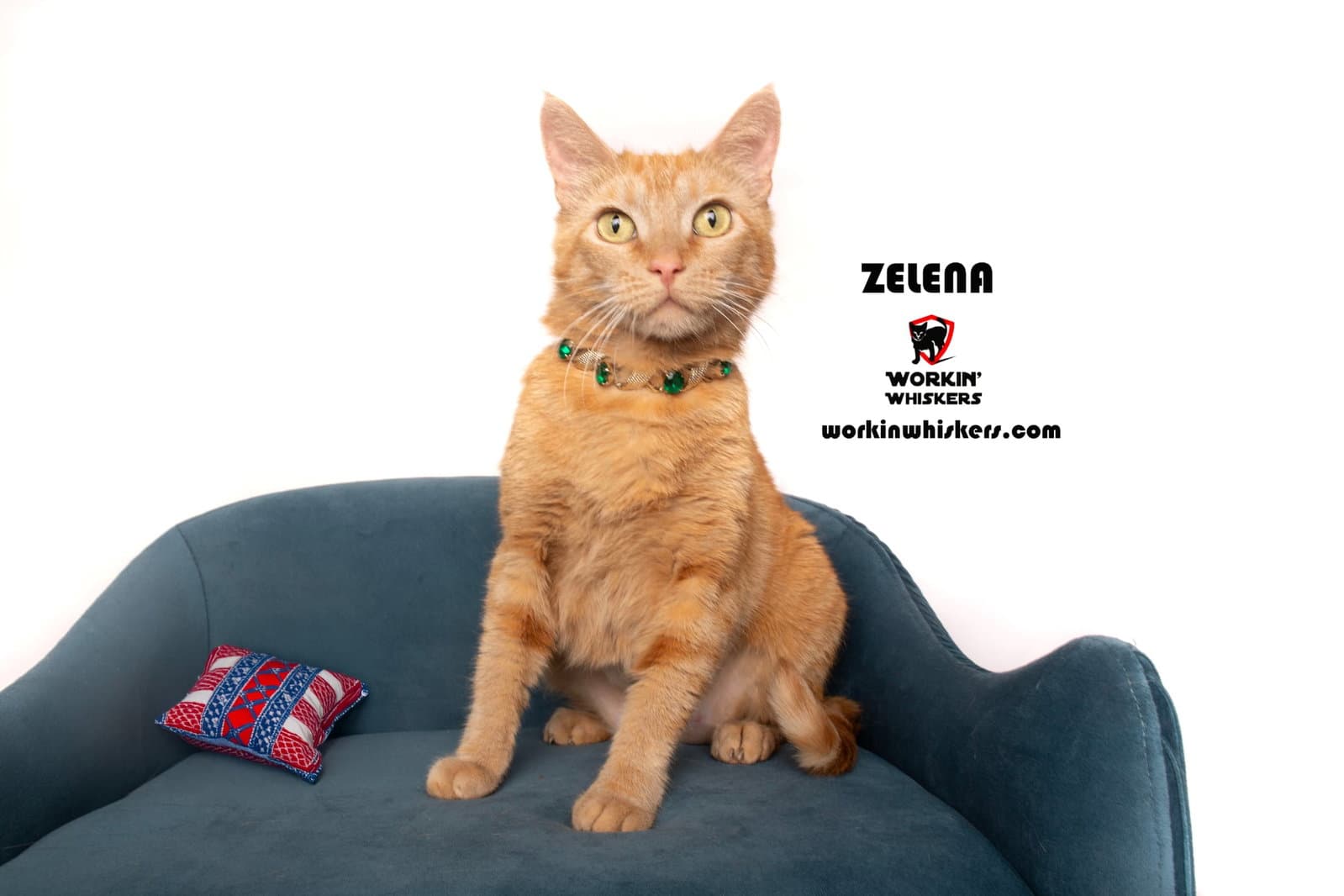 Zelena - Tabby