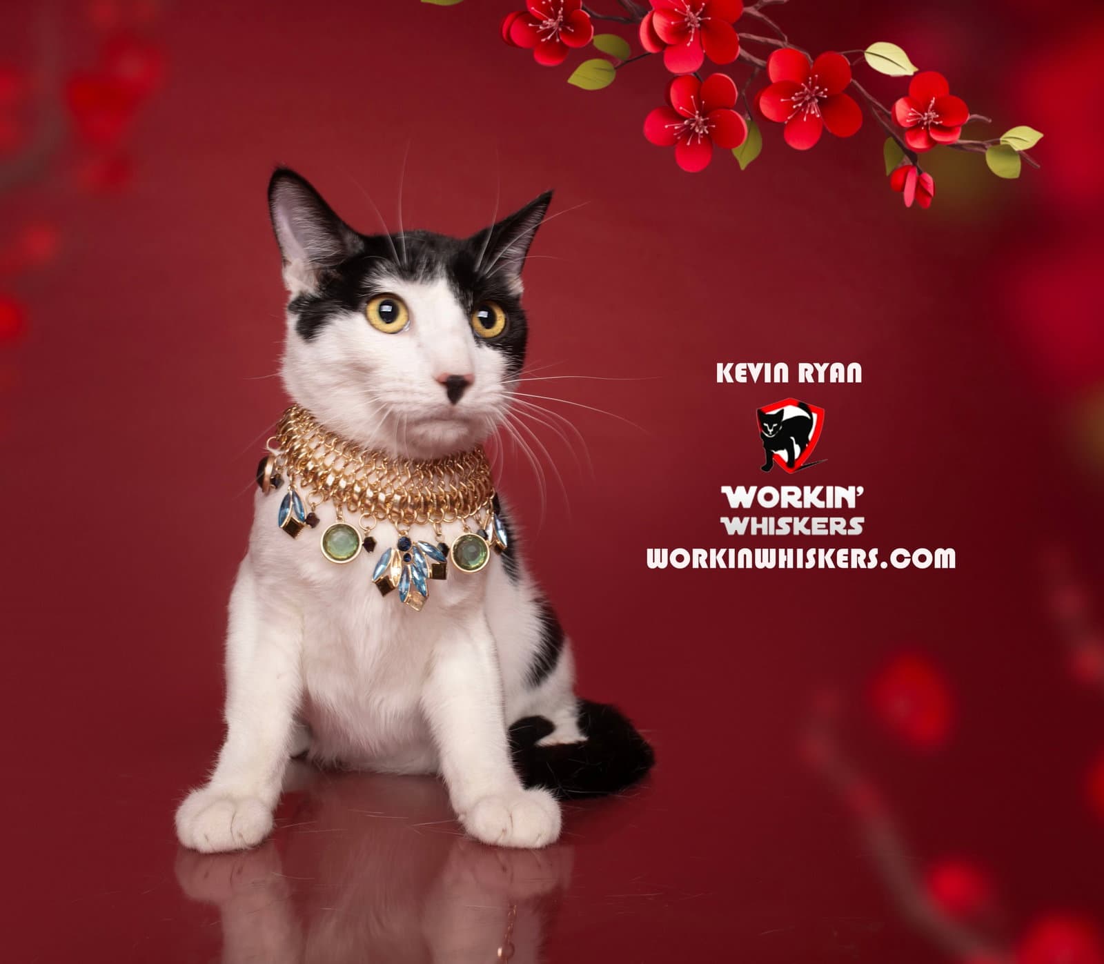 Kevin Ryan - Domestic Short Hair