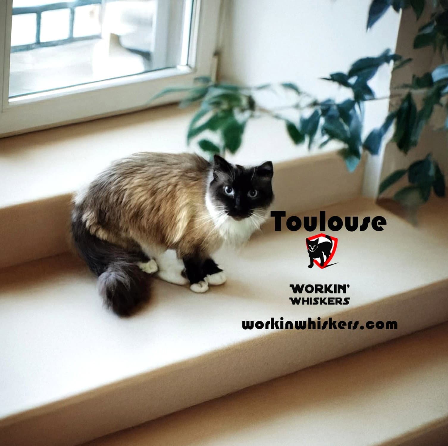 Toulouse - Ragdoll