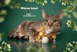 Athena Grant image 1