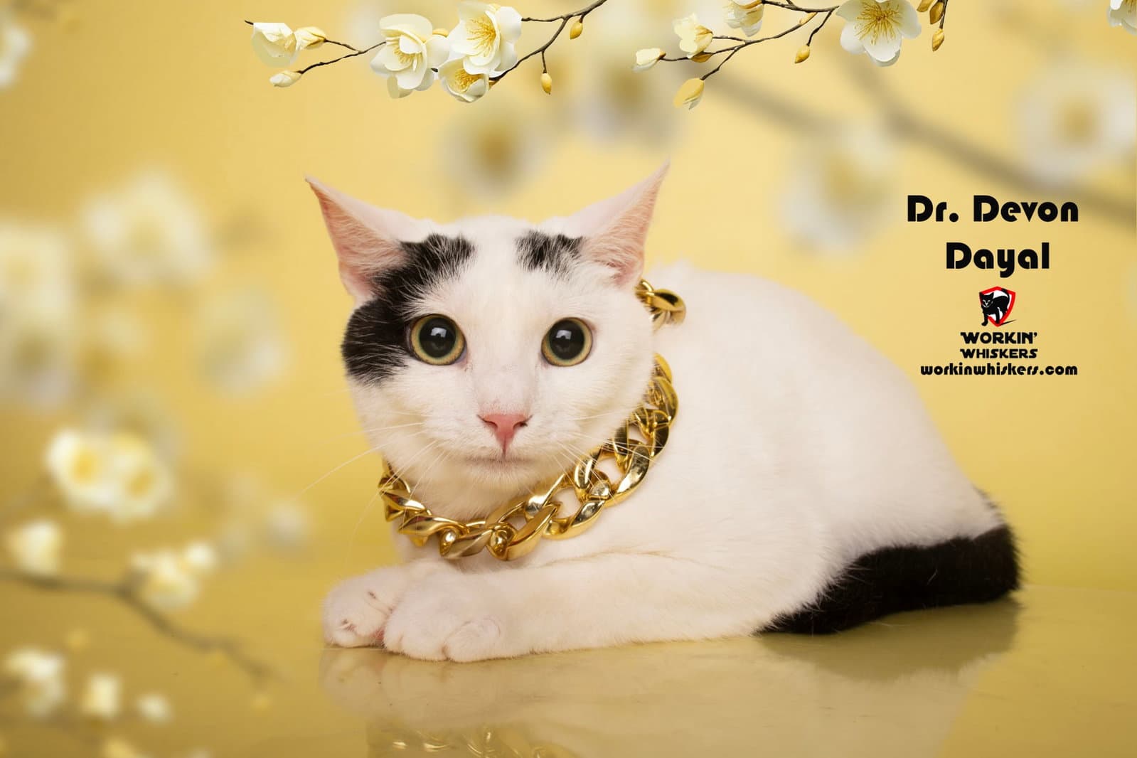 Dr Devon Dayal - Turkish Van