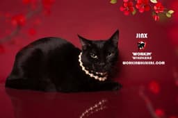 Jinx image 3