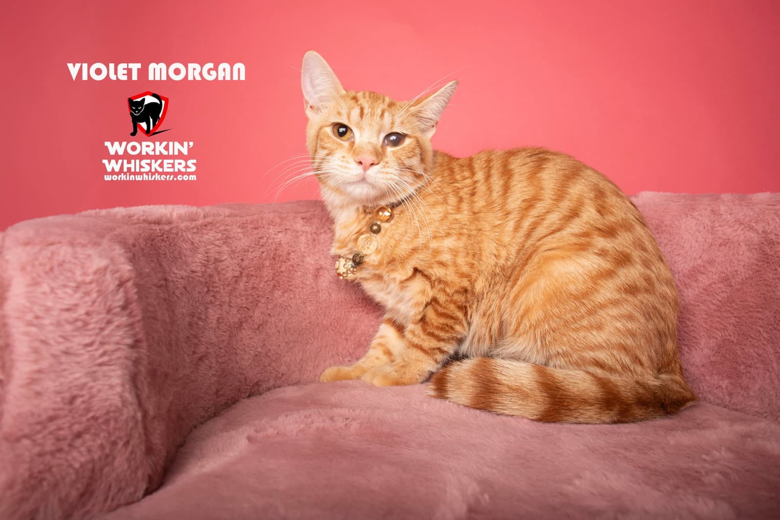 Violet Morgan - Domestic Short Hair