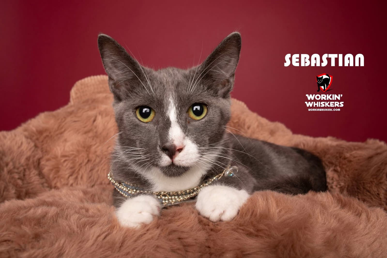 Sebastian - Tuxedo