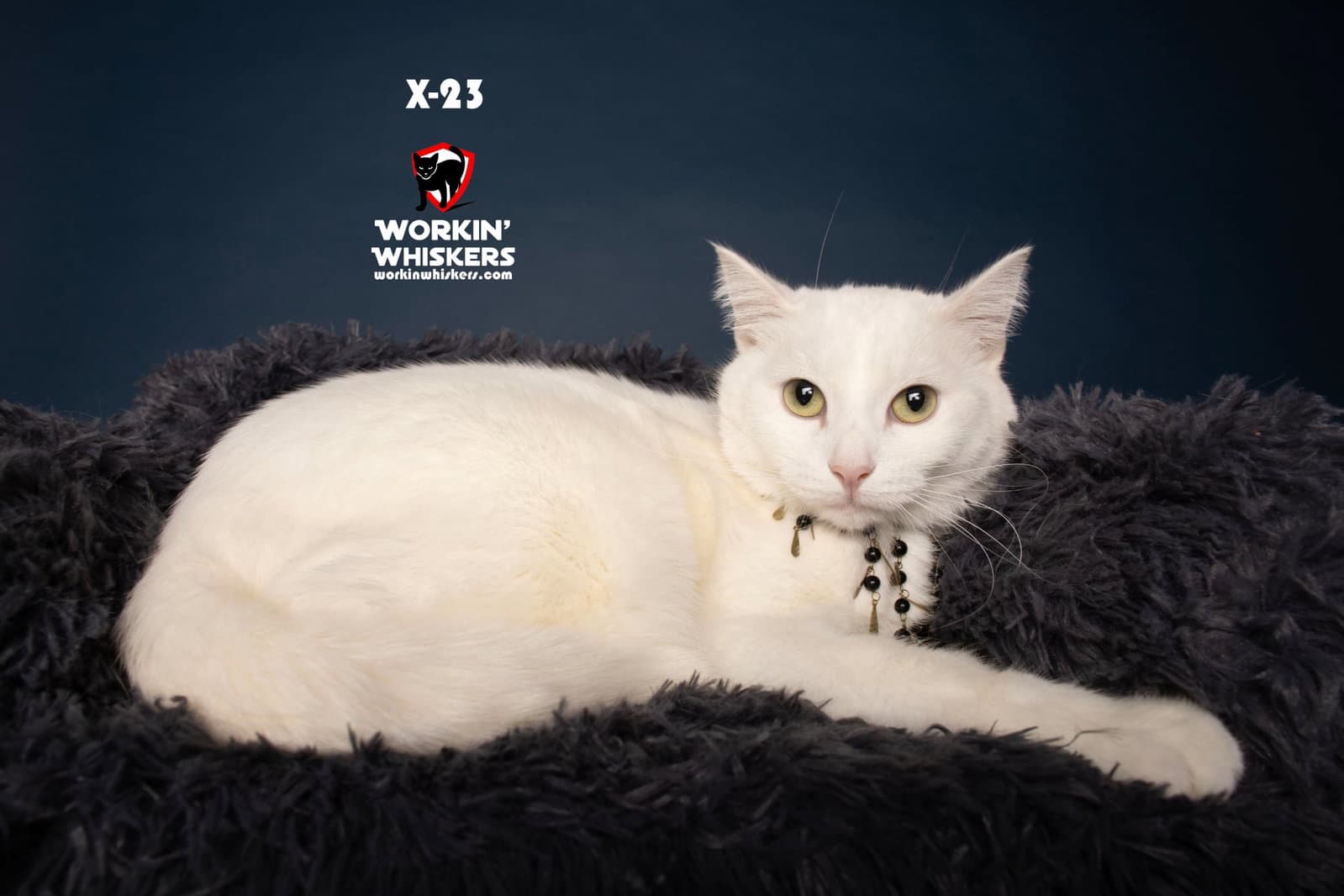 X- - Turkish Van