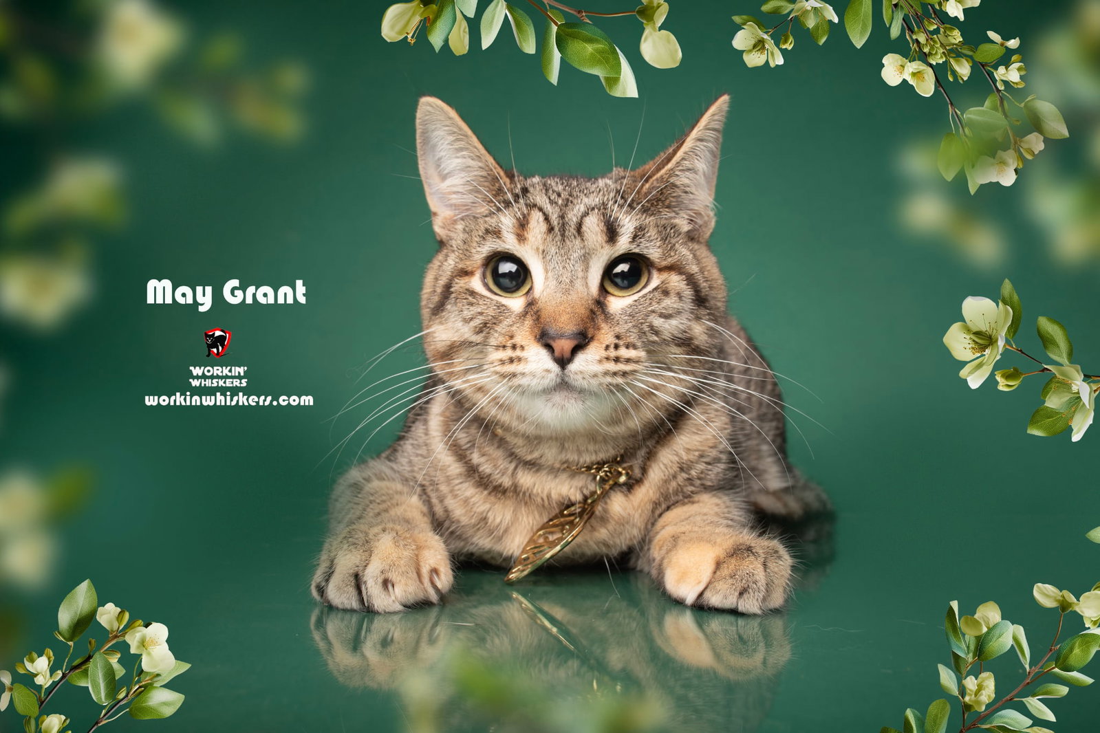 May Grant - Tabby