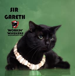 Sir Gareth image 1