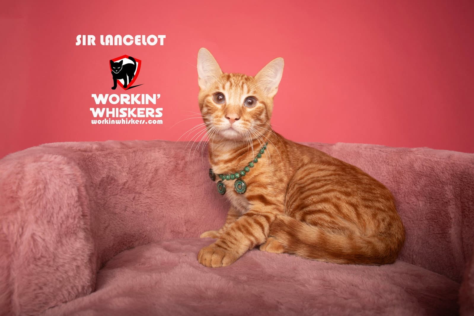 Sir Lancelot - Domestic Short Hair
