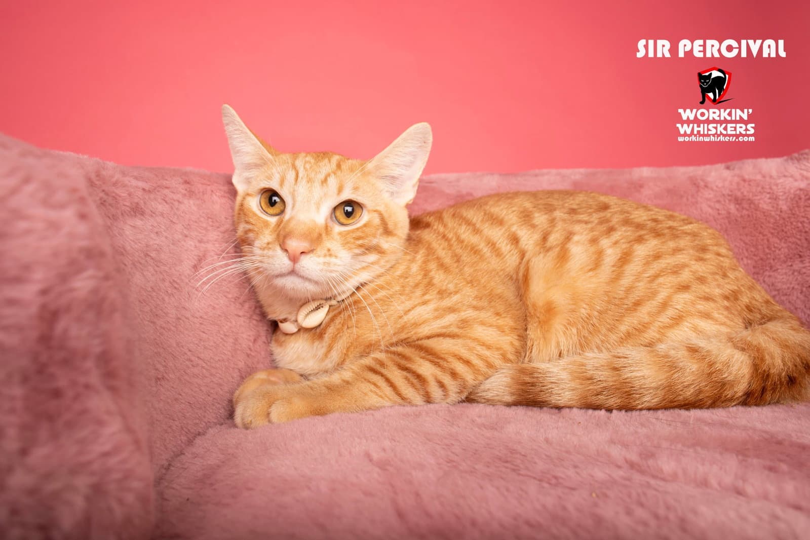 Sir Percival - Domestic Short Hair