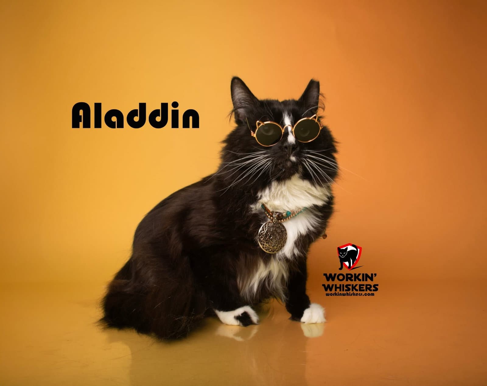 Aladdin - Maine Coon