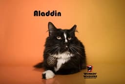 Aladdin image 3