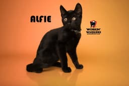 Alfie image 1