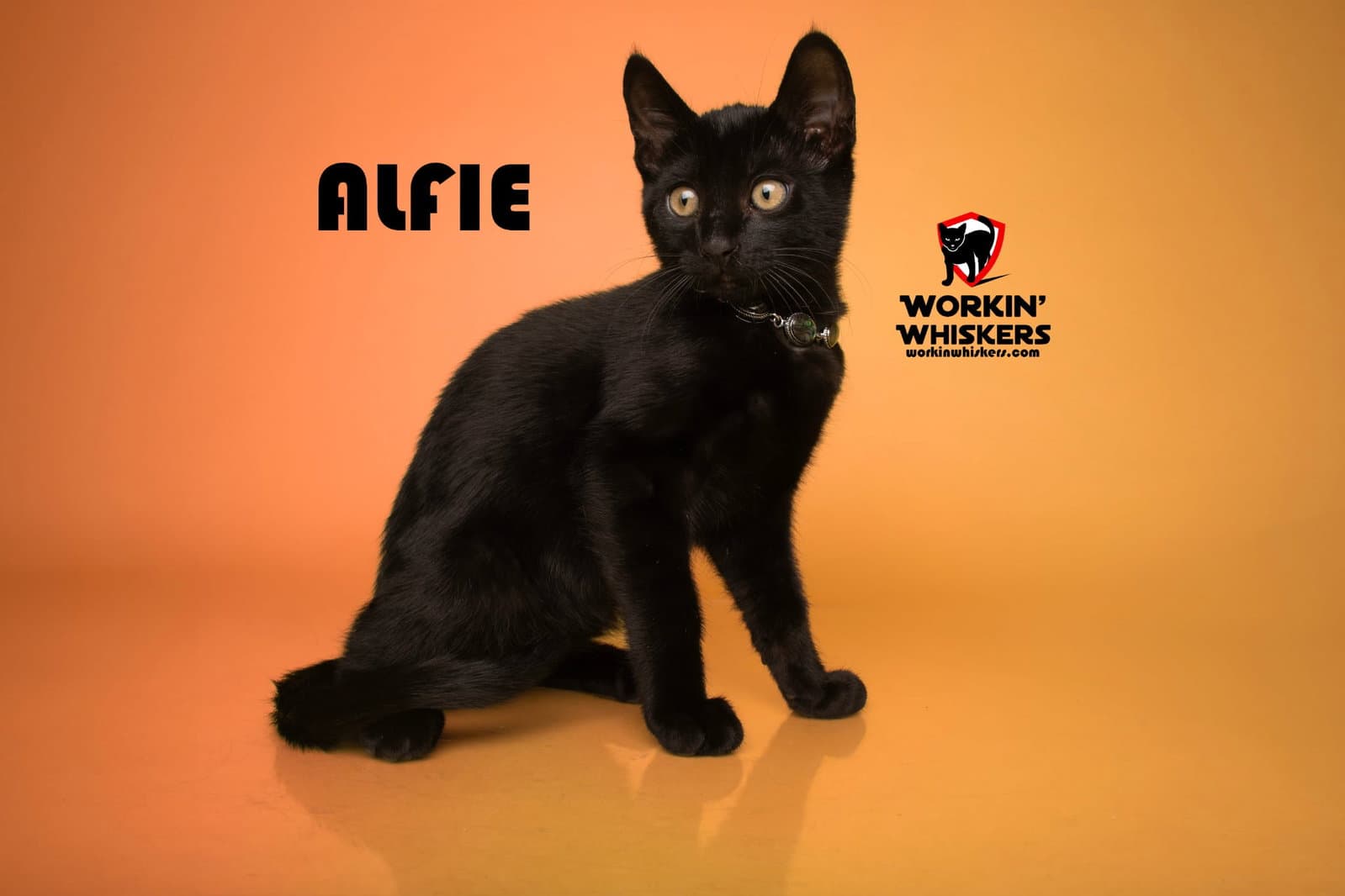 Alfie - Bombay