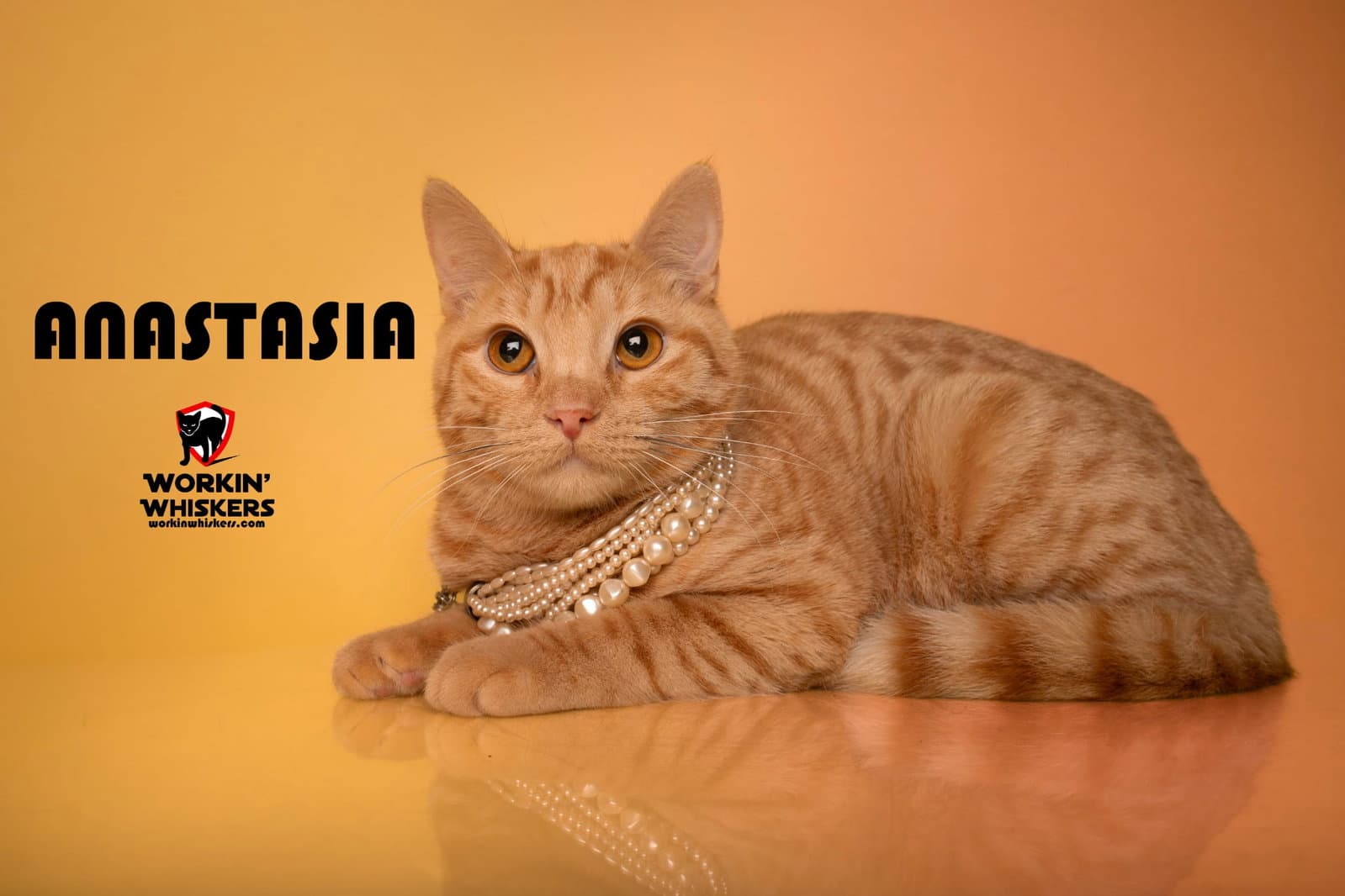 Anastacia - Tabby