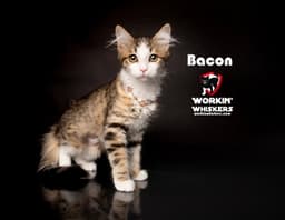 Bacon image 1