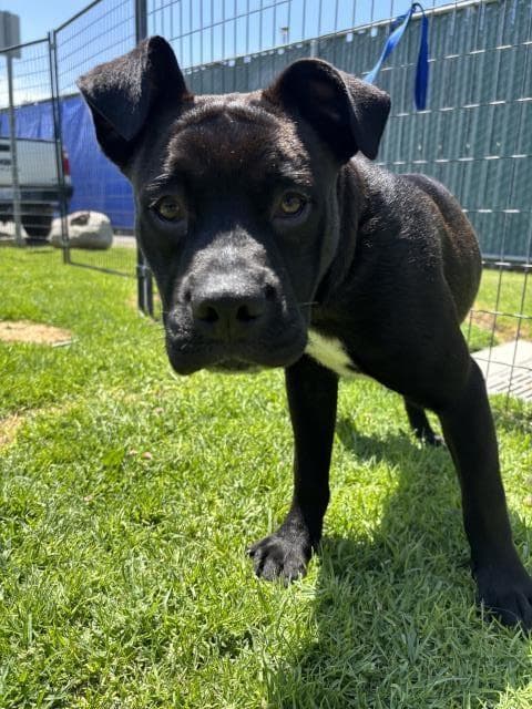 Squeak - Pit Bull Terrier