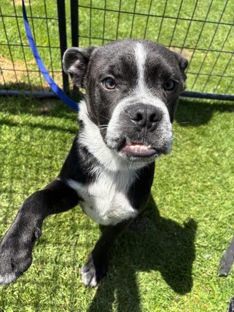 Smoosh - Pit Bull Terrier