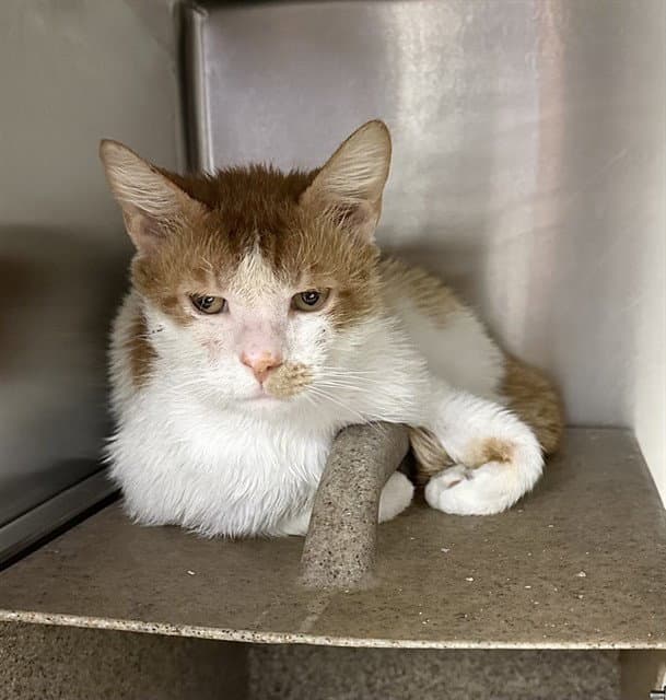 Med Waiver Calvin - Domestic Short Hair