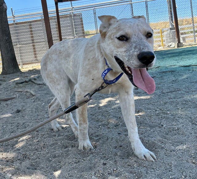 Reeses - Australian Cattle Dog/Blue Heeler