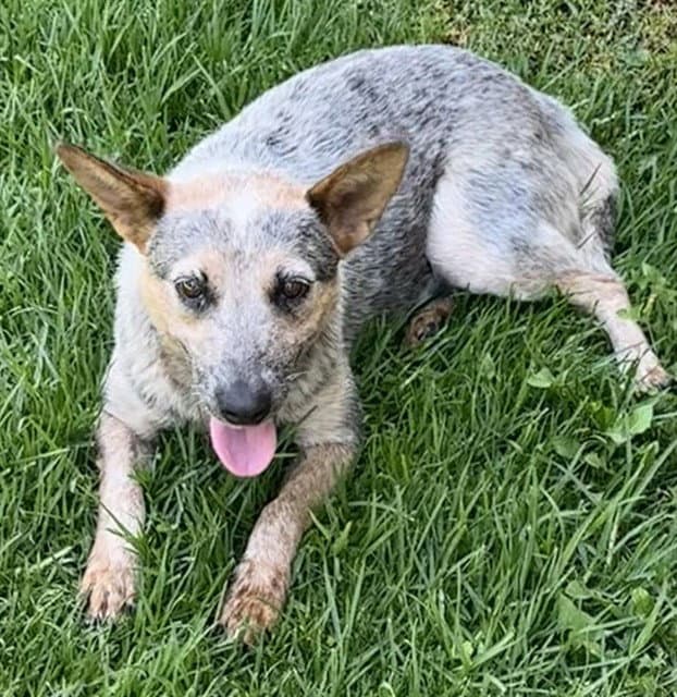 Gracie - Australian Cattle Dog/Blue Heeler