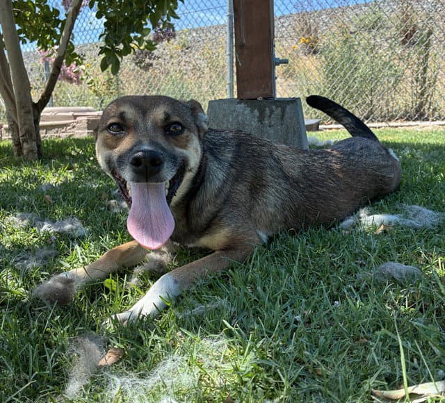 Med Waiver Paula - German Shepherd Dog