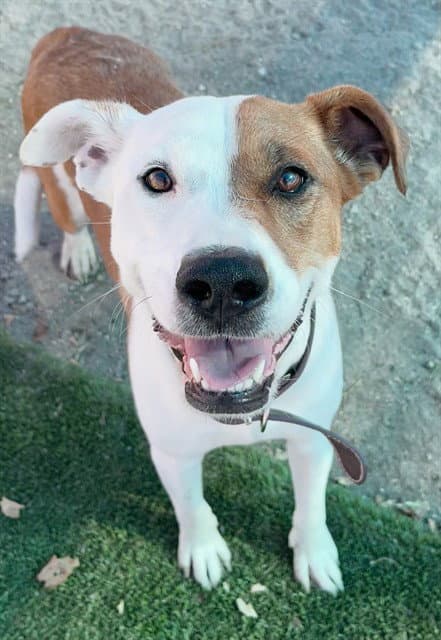 Marbles - Pit Bull Terrier