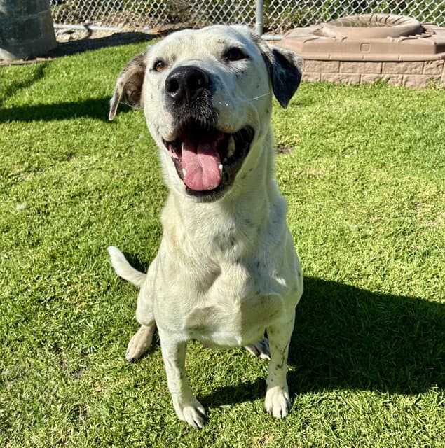 Mama Snickers - Pit Bull Terrier