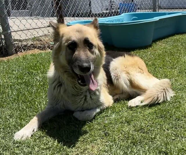 Donna - German Shepherd Dog
