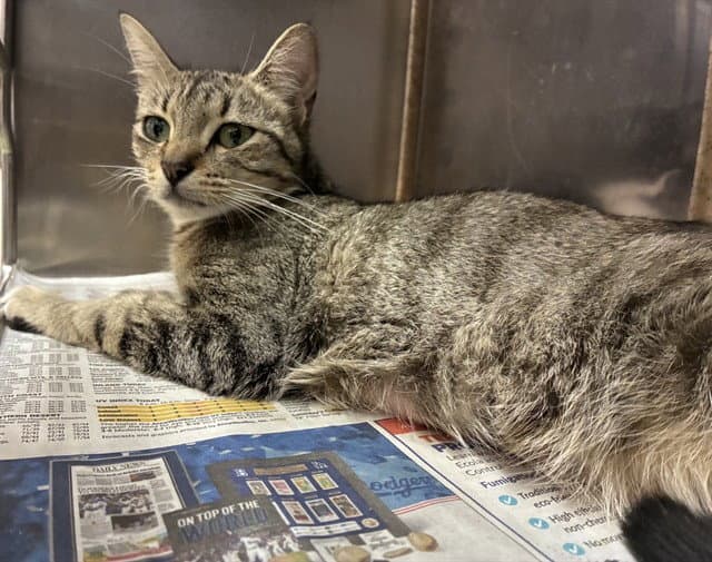 Mama Luna - Domestic Short Hair
