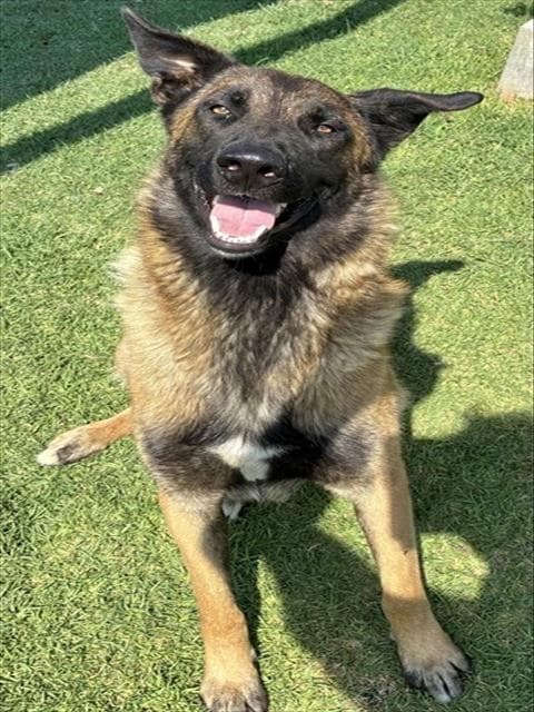 Burmese - Belgian Shepherd Malinois
