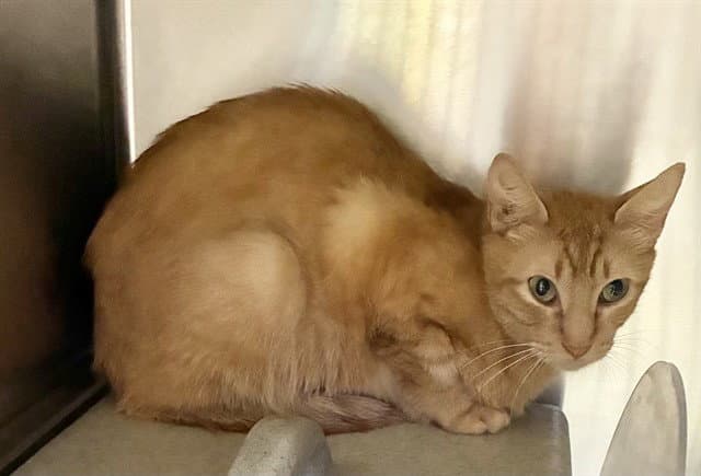 Hilaria - Domestic Short Hair