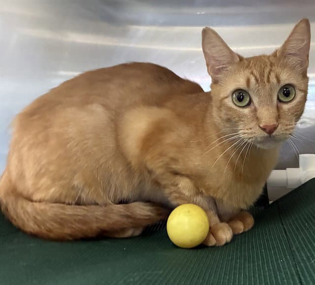 Hilaria - Domestic Short Hair