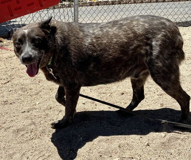 Hermes - Australian Cattle Dog/Blue Heeler