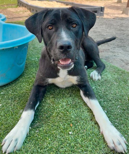 Bonnie - Great Dane