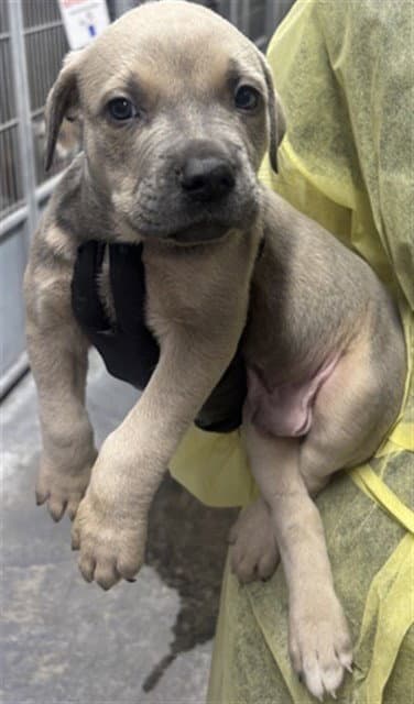 Luke - Pit Bull Terrier