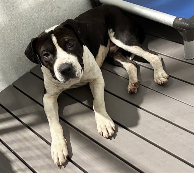 Raul - Pit Bull Terrier