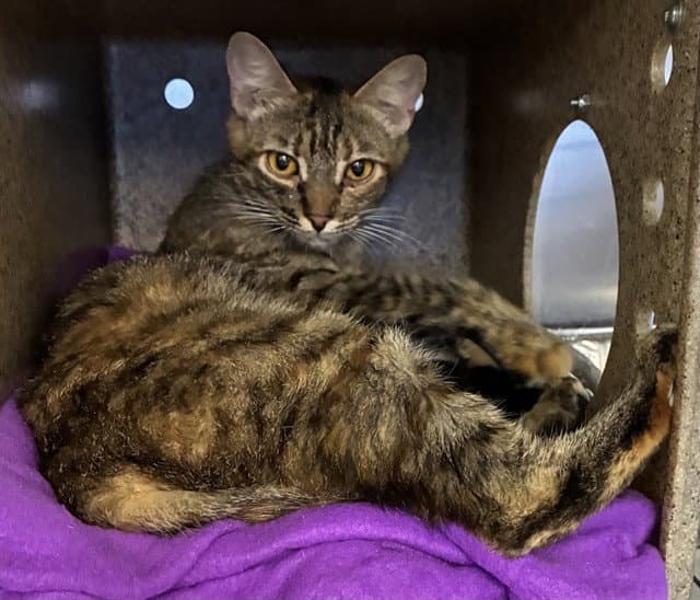 Mama Belle - Domestic Short Hair