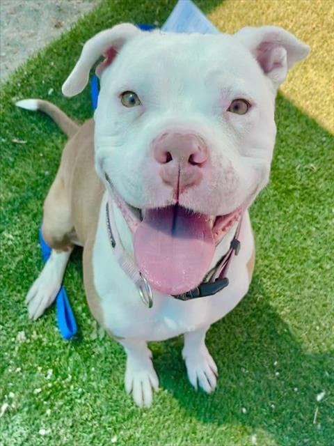 Paloma - Pit Bull Terrier