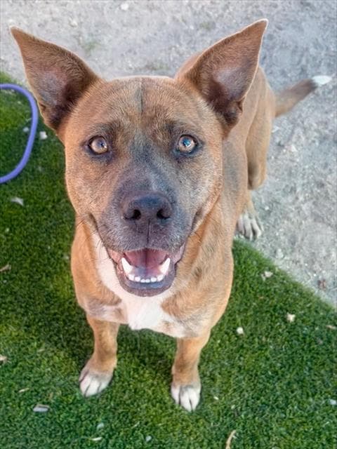 Mossy - Pit Bull Terrier