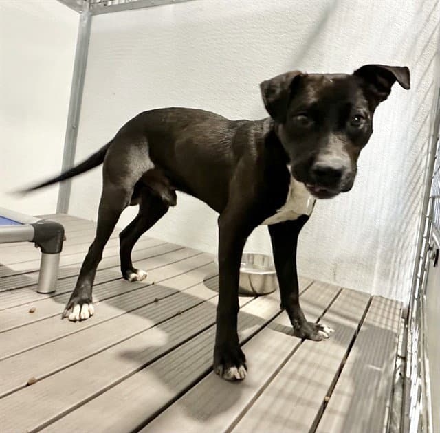 Julian - Pit Bull Terrier