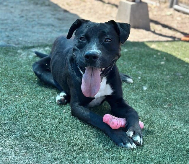 Julian - Pit Bull Terrier