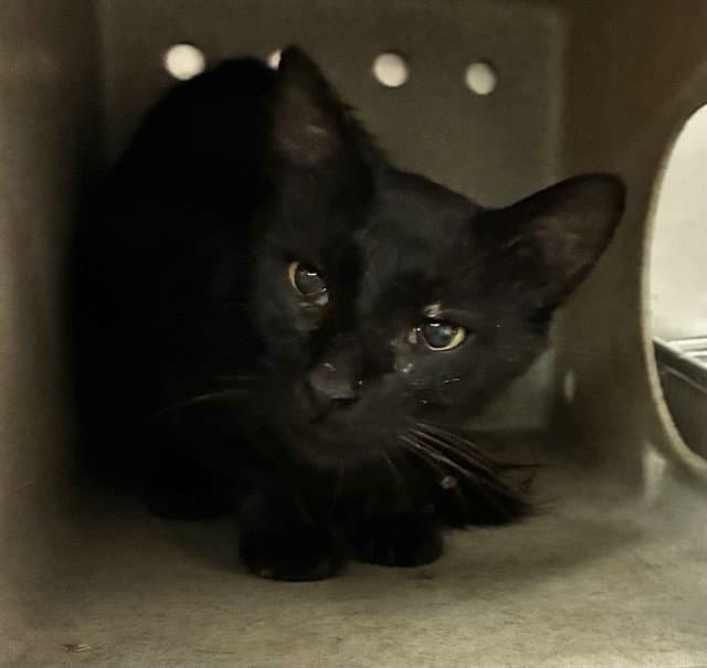 Scout - Domestic Short Hair