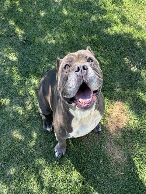 Dante - Pit Bull Terrier