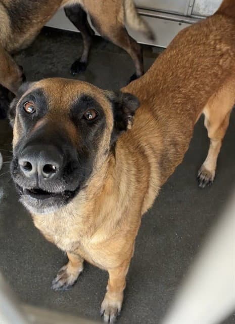 Angie - Belgian Shepherd Malinois