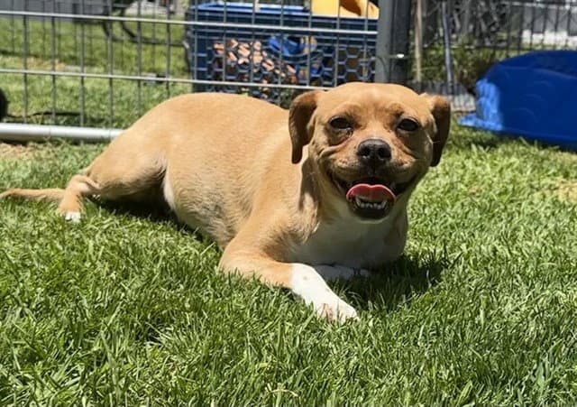 Chili - Pug