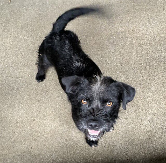 Coal - Terrier
