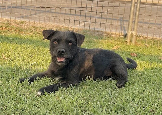 Coal - Terrier