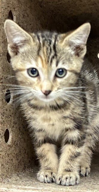 Blossom - Domestic Short Hair